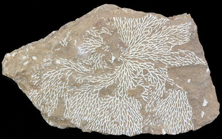 Ordovician Bryozoans (Chasmatopora) Plate - Estonia #49945